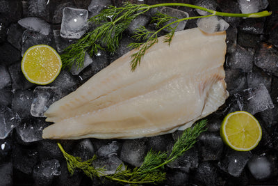 Kungsflundra (Rödspätta)