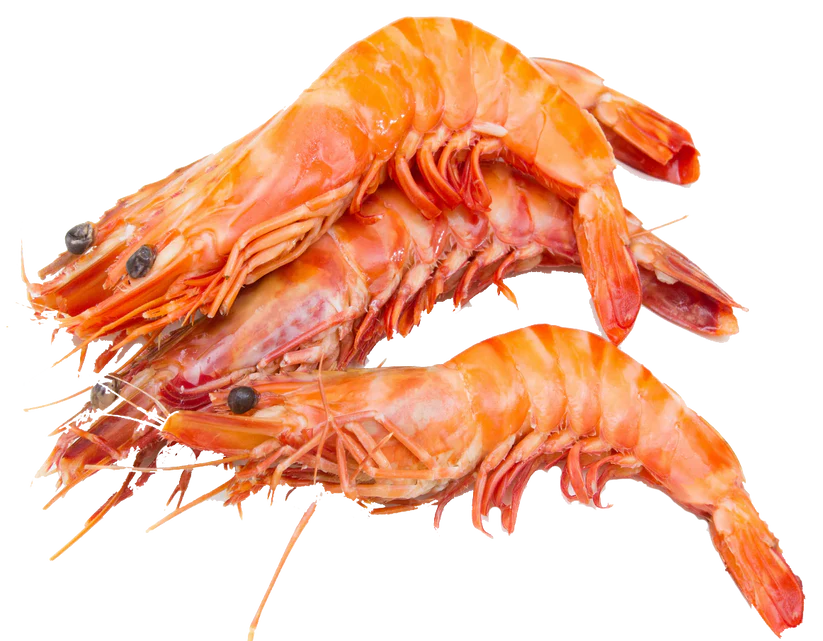 Gambas 10/15