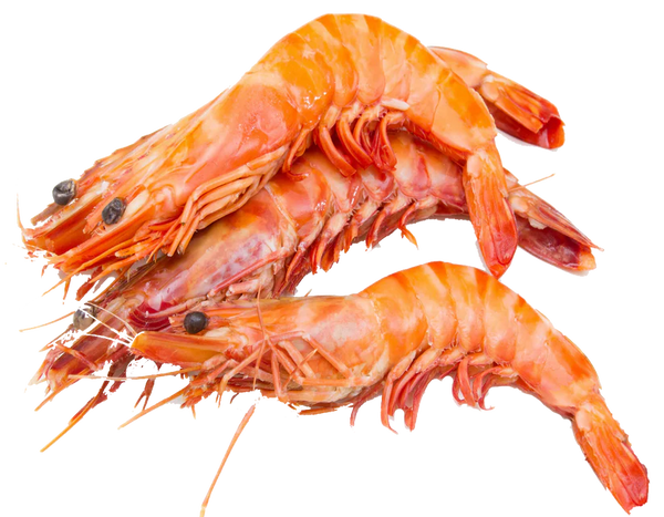 Gambas 10/15