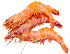 Gambas 10/15